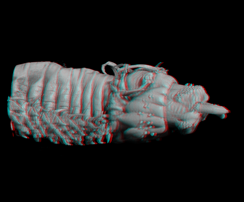 Alitta_parapods_3D.png