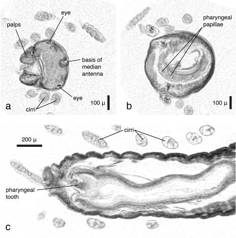 Micro-computed tomography: Introducing new dimensions to taxonomy. Figure 13