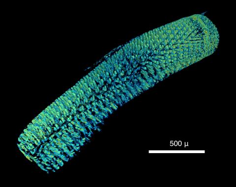 Micro-computed tomography: Introducing new dimensions to taxonomy. Figure 14