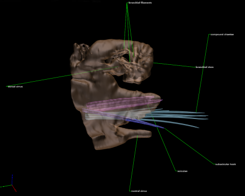Micro-computed tomography: Introducing new dimensions to taxonomy. Figure 8