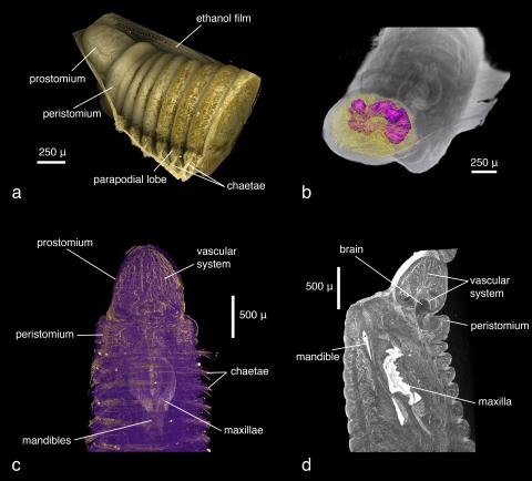 Micro-computed tomography: Introducing new dimensions to taxonomy. Figure 1