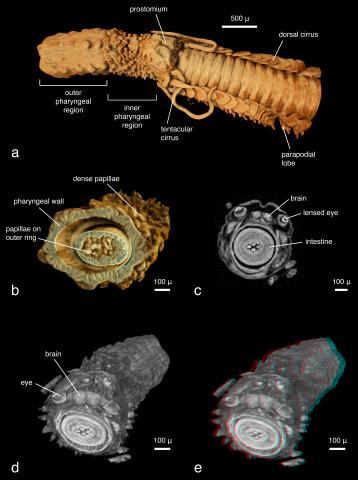 Micro-computed tomography: Introducing new dimensions to taxonomy. Figure 10