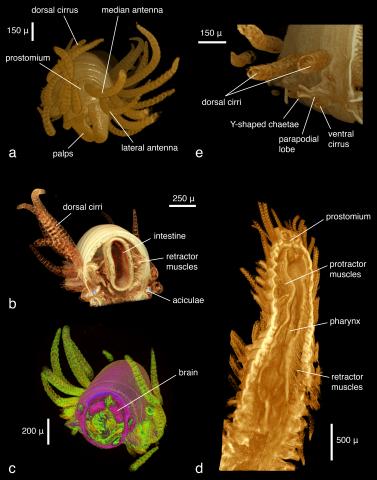 Micro-computed tomography: Introducing new dimensions to taxonomy. Figure 12