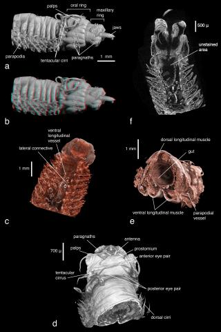 Micro-computed tomography: Introducing new dimensions to taxonomy. Figure 9
