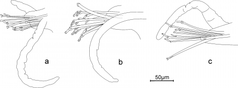 Figure 2 from ms "Description of a new species of Streptosyllis..."