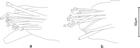 Figure 5 from ms "Description of a new species of Streptosyllis..."