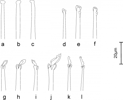 Figure 6 from ms "Description of a new species of Streptosyllis..."