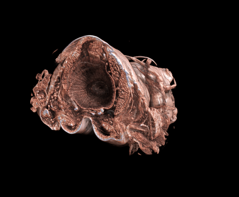 cross_section3D.png