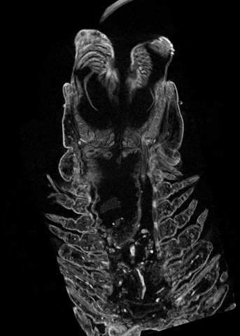 nereididae__rec_voi_RS2_Cor263.png