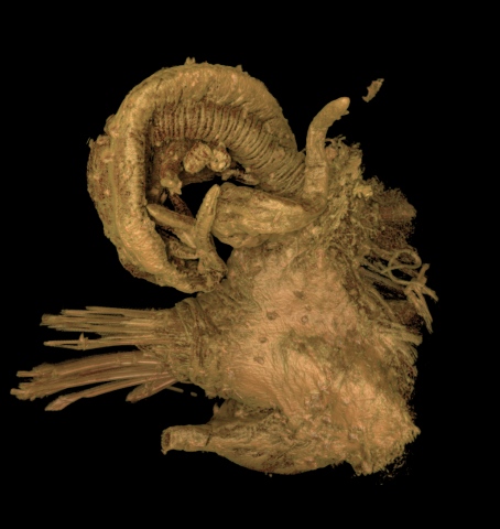 Parapod of Eunice roussaei, micro-CT image