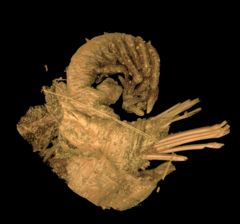Parapod of Eunice roussaei, micro-CT image