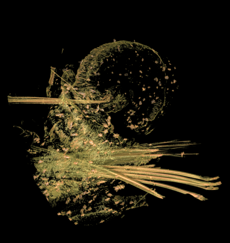 Parapod of Eunice roussaei, micro-CT image