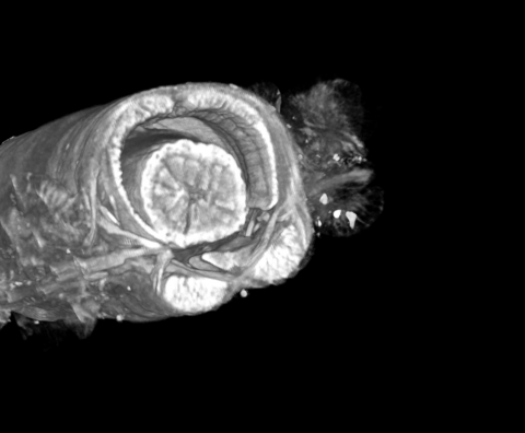 phyllodocidae_notEverted_pharynx_1.png