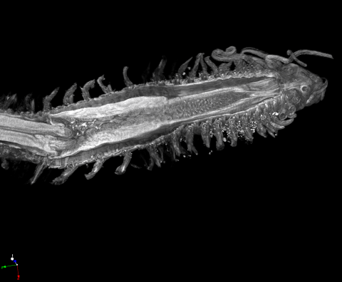 phyllodocidae_pharynx_dissection_1.png